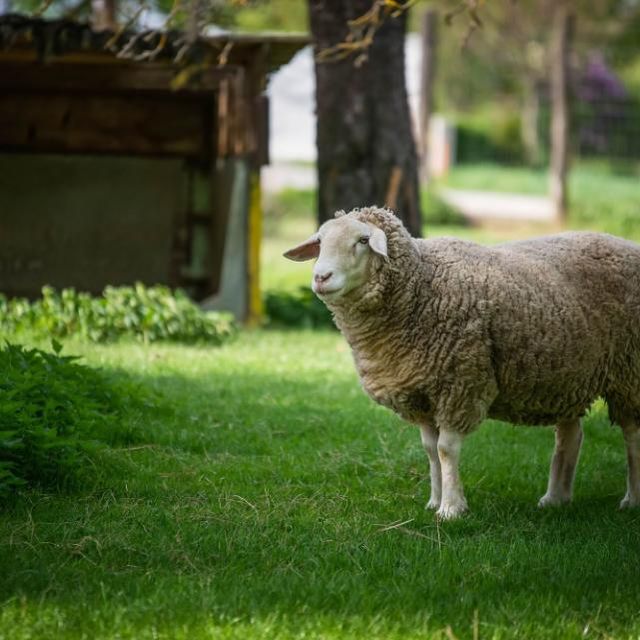 Gasthaus zur Tenne – Schaf