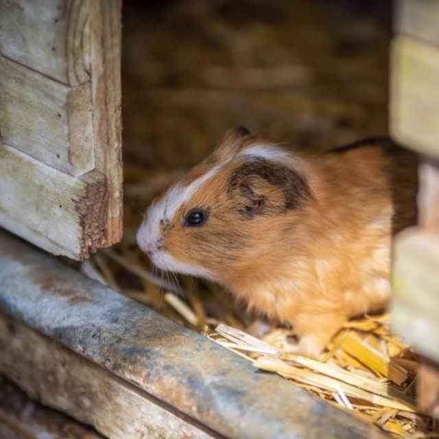 Gasthaus zur Tenne – Meerschweinchen