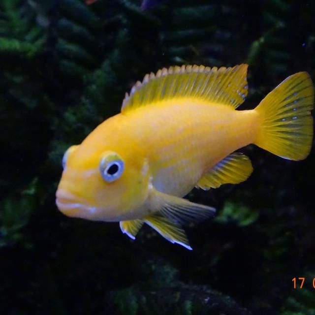 Gasthaus zur Tenne – ein gelber Fisch