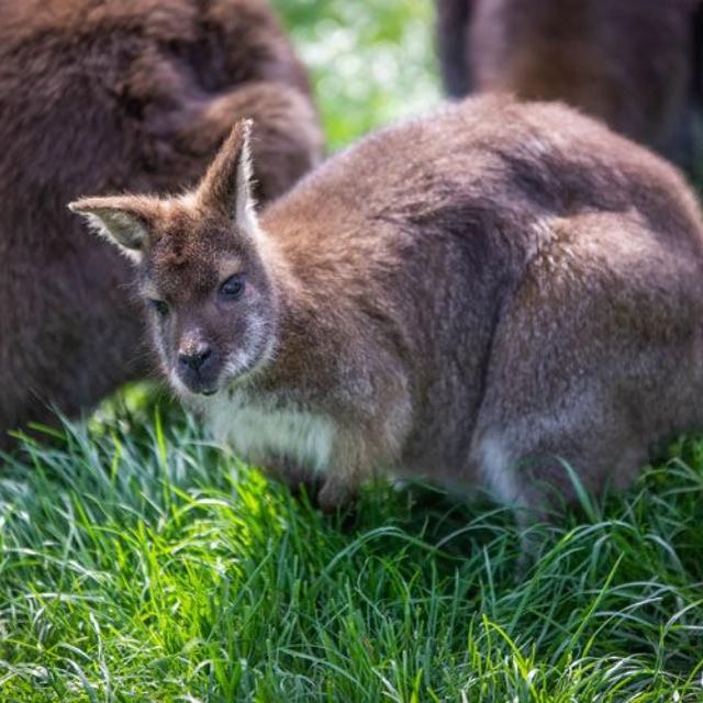 Gasthaus zur Tenne – kleines Wallaby