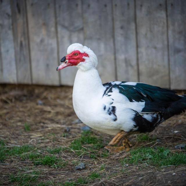 Gasthaus zur Tenne – eine Ente