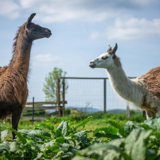 Gasthaus zur Tenne – Lamas