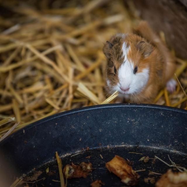 Gasthaus zur Tenne – Meerschwein am Wassertrog