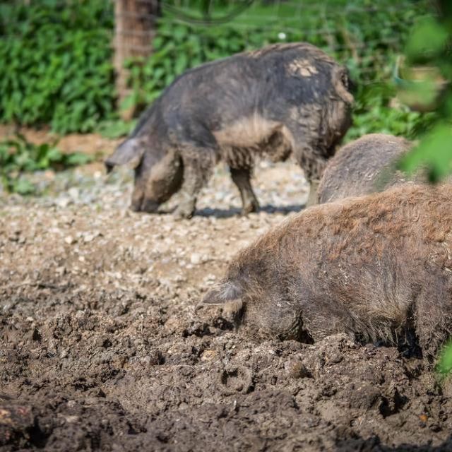 Gasthaus zur Tenne – Schweine