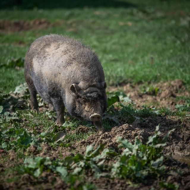 Gasthaus zur Tenne – Schwein