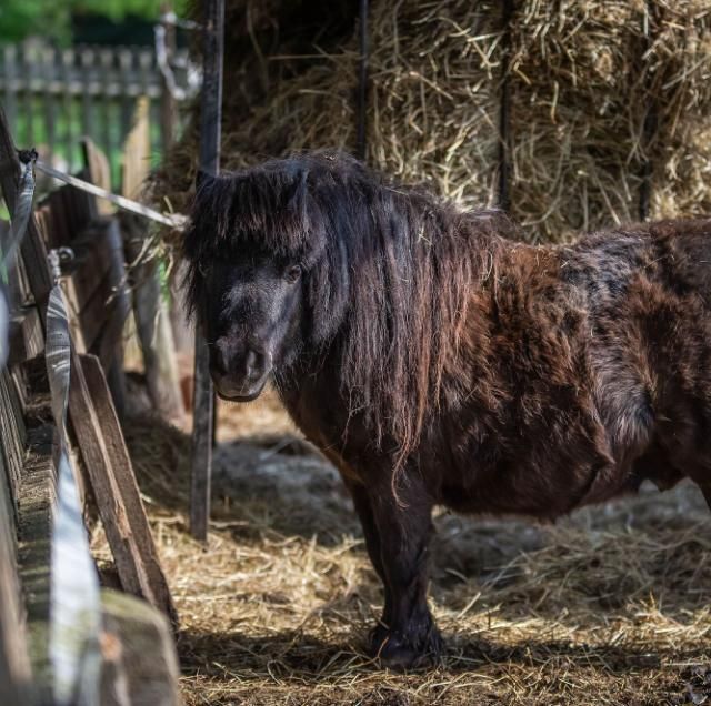 Gasthaus zur Tenne – Pony