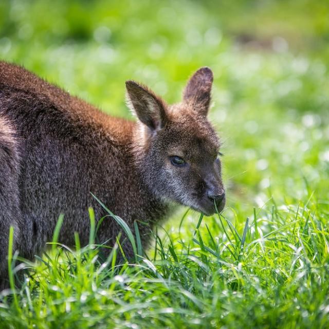 Gasthaus zur Tenne – Wallaby